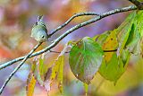 Ruby-crowned Kinglet